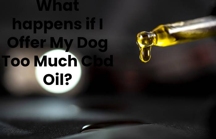 What happens if I Offer My Dog ​​Too Much Cbd Oil?