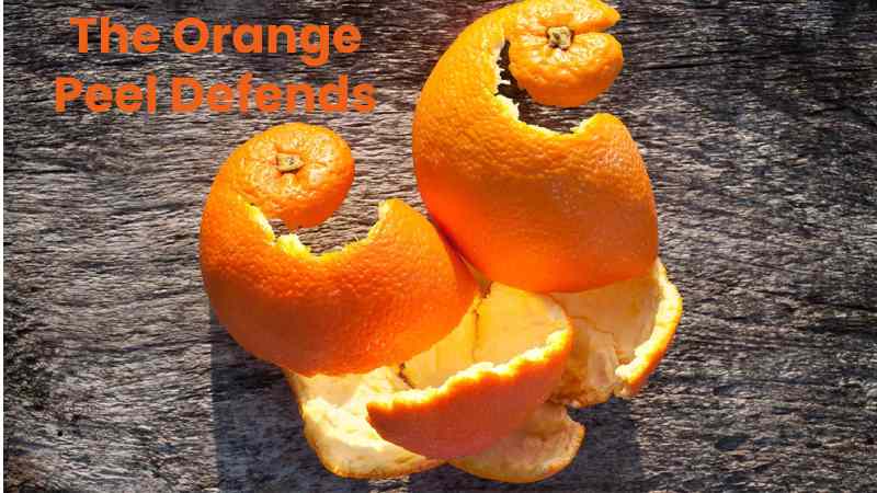 The Orange Peel Defends