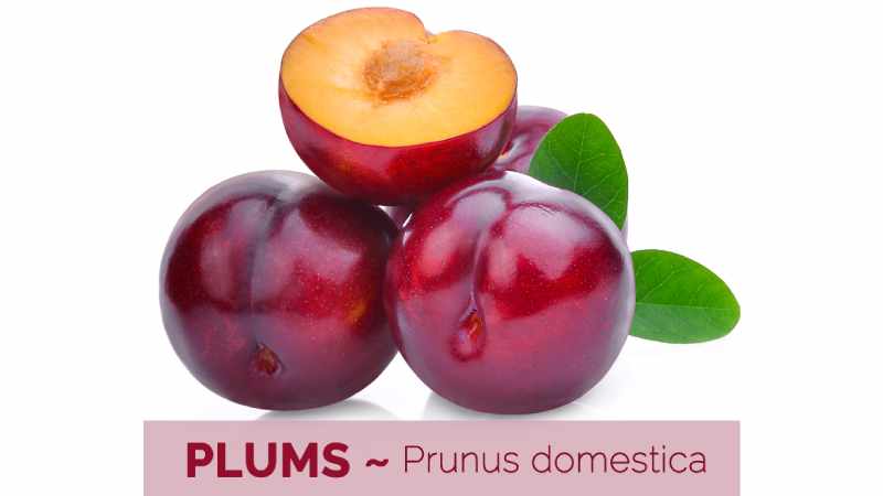 Benefits of Plums